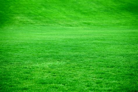 900+ Grass Background Images: Download HD .